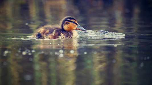 快乐的一种只小鸭子在池塘上漂浮的小鸭子婴儿图片