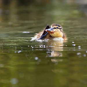 新的蓝色快乐一只小鸭子在池塘上漂浮的小鸭子图片