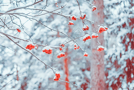 花楸莓温度寒冷的冬季背景雪覆盖着在下秋天树木光景色背下的排形树枝在雪瀑布期间选择焦点Rowan分支可选择的图片