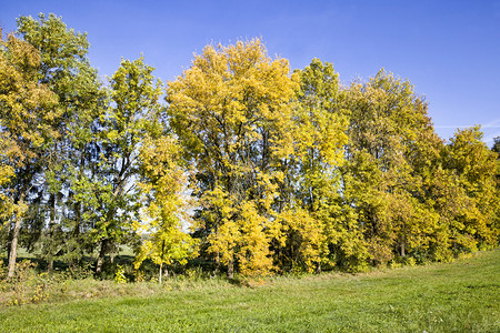 景观秋季生长在一起的枯树不同颜色木上的叶子是黄色橙和绿依树种而定秋季生长的树种为秋红绿木头太阳图片