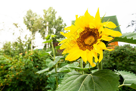 向日葵在花园中生长夏欢快的朵太阳象征开花植物晴天图片
