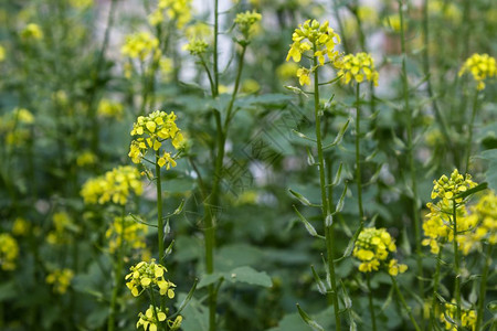 花朵培育黄芥子酱花和植物种晚餐图片