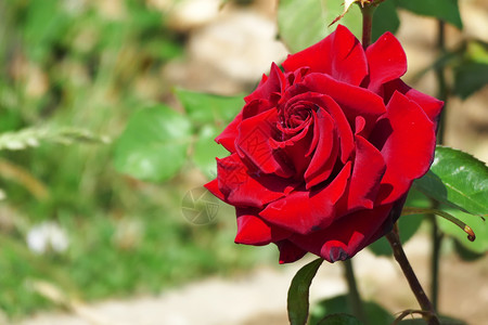 保加利亚玫瑰谷采摘美丽的节日红玫瑰有复制空间背景