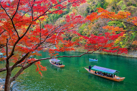 河岸边的红色枫林背景图片