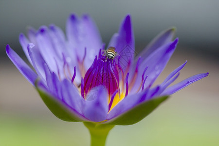 蜜蜂在紫莲花上采蜜图片