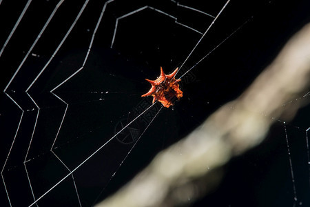 绿色植物黑的网上橙蜘蛛在等着昆虫图片