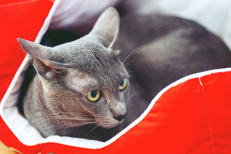 毛皮睡觉美丽的宠物动可爱的黑猫在红宠物床上色的图片
