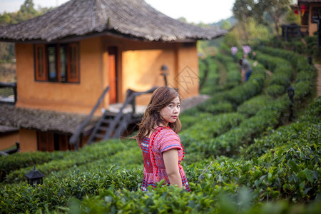 人们年青的亚洲女人在茶叶种植园里采绿色图片