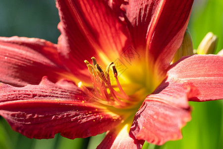 虎耳草新鲜萱白日LilyHemerocallis关闭花头图片