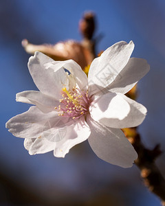 花园Higgan樱桃普鲁努斯紧的花头风景新鲜图片