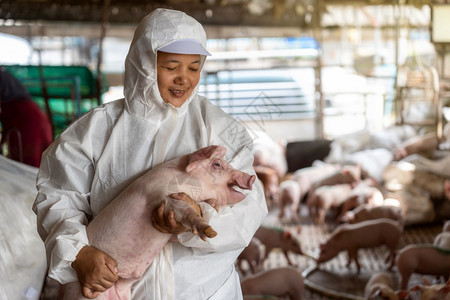 农民行业亚洲兽医在猪养场畜牧和养殖业为进行搬运而扣留该头猪很多的食物高清图片素材