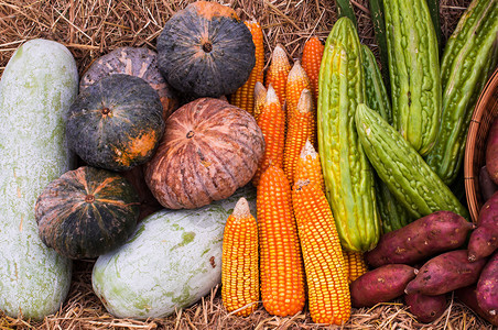 苦的来自有机农场玉米鳕南瓜冬甜土豆和苦的蔬菜水果组棕色的食物图片