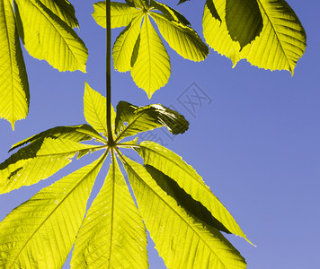 光合作用春季后尾的栗子叶在蓝天空下紧闭植物栗子树叶新的分支图片