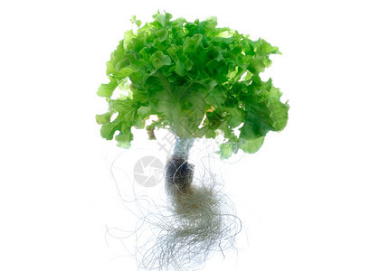 春天生的紧闭绿色橡皮生菜在白色背景中隔离根茎可蔬菜水栽培剂健康图片