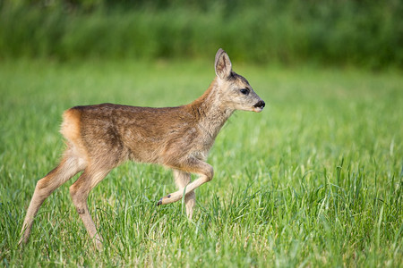 伪装哺乳动物母鹿草地中年轻的野生小鹿卡普雷奥勒斯角鹿新出生的红野春天自然图片