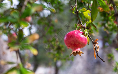 植物树枝上的石榴果实热带甜的图片
