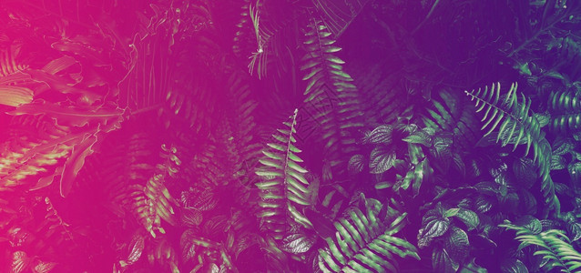 黑暗背景下的热带树叶林发光与黑暗背景形成鲜明对比蓝色的紫叶子图片