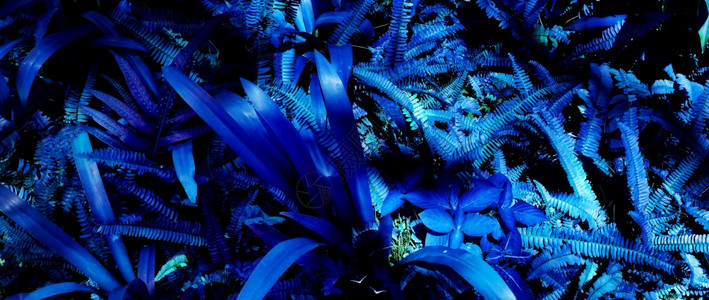 荧光的闪艺术黑暗背景下的热带树叶林发光与黑暗背景形成鲜明对比图片