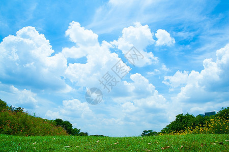 土地园景公和明亮的天空清新绿草地在光明空气中美丽树木高清图片素材