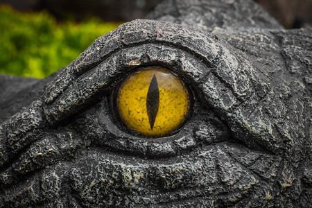 天鳄鱼用黄色的双眼凝视着恶魔的眼睛盯着阳光图片