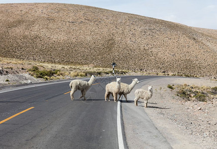 Llama在秘鲁高速公路上行走步动物农场图片