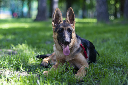 可爱的小狗德国牧羊犬动物肖像年轻纯种牧羊犬躺在公园草坪上的绿展示舌头可爱的小毛茸生物可爱友好小狗德国牧羊犬动物肖像美丽的黑色外部图片