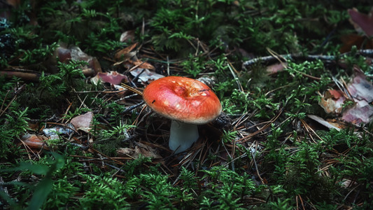 在森林中生长的野可食鲁斯塞特蘑菇密闭式林中Russulaintegra俗称整个柳树软焦点模糊的背景橙可选择有机图片