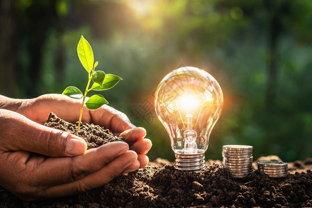 全球的有创造力自然带钱和手握小树阳光背景的生态电灯泡有钱和手持小树阳光背景图片