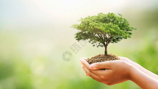 环境全球的孩子在绿色背景下种植的手握大树绿色背景上生长背景图片