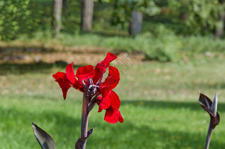 保加利亚索非红罐子花露出野外植物群盛开春天图片