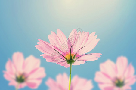 花朵在园中开面粉颜色明亮的植物甜图片