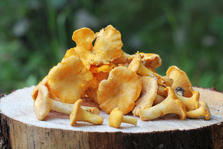 林木树桩上的野特香黛儿蘑菇林木桩上的蘑菇森林木桩上庄稼鸡油菌食物图片