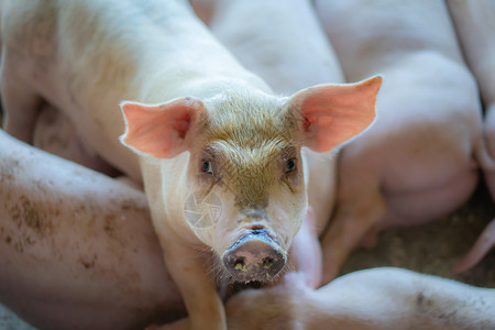可爱的泰国在东盟当地养猪场和牲畜饲中看起来健康的一群猪标准化清洁的耕作概念没有影响猪生长或繁殖的当地疾病或条件a没有影响猪生长或图片