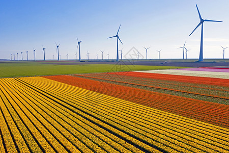 春季荷兰农村风力涡轮机和郁金树田来自荷兰字段花户外图片