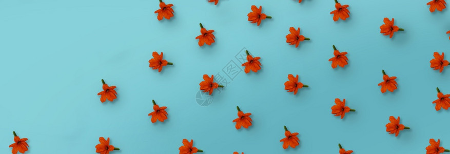 蓝底橙色花的背景模式优雅的森林春天图片