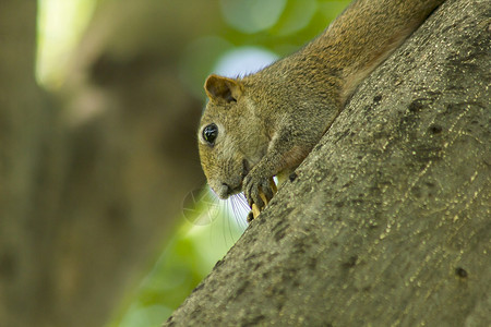 公园森林一只小松鼠爬上高的树坚果吃图片