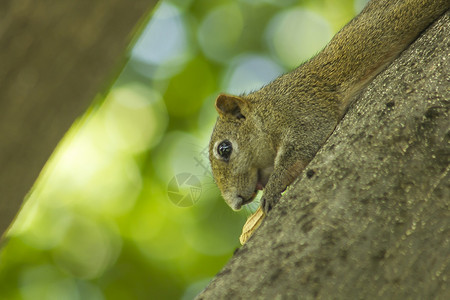 一只小松鼠爬上高的树坚果草灰色房间图片