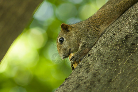 一只小松鼠爬上高的树坚果森林红色的树木图片