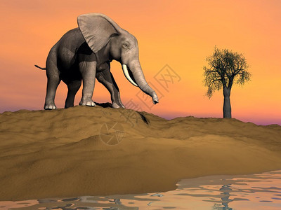 荒野爬坡道预订大象在沙丘上紧靠水边的大象日落前可以饮用图片