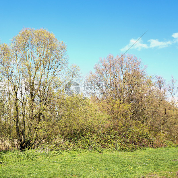 植物风景荷兰莱德辛达姆省Vlietlanden的春天黑莓灌木和粉红树的景观木图片