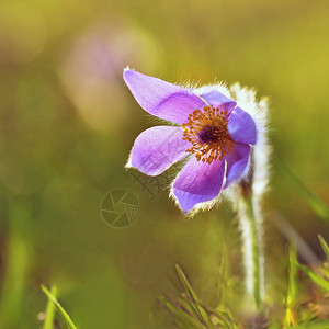 植物学开花盛美丽的紫色小辣椒花普尔萨提拉大美人在日落时春草原上闪耀图片