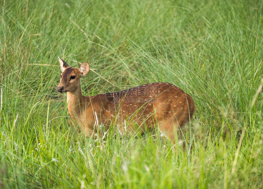 绿色在大象草地的野生物和动照片日本鹿中发现Sika或的鹿纳皮尔参差不齐图片