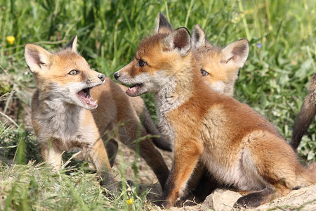 一群年轻的红狐狸在洞穴附近玩耍靠捕食者荒野图片