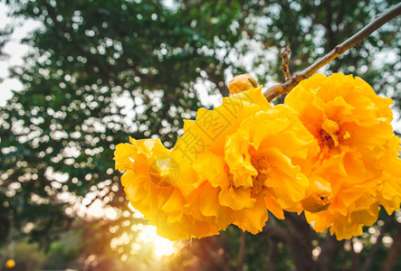 在花园中盛开朵的泰岛棉花树叶黄球茎草属植物充满活力美丽的高清图片素材