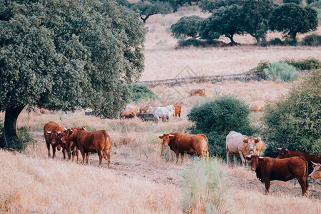 安达卢西亚牛和在特列马杜拉的草原上外部乡村的图片