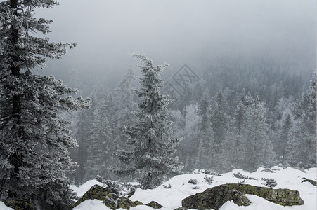 加拿大针叶荒野山冬季风景坡上雪覆盖的雨林图片