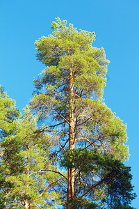 绿色清除美丽的松树和蓝天背景软木图片