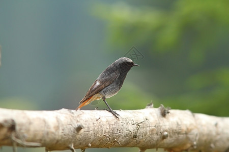 动物群鸟男黑红子站在木篱笆上立于Phoenicurusochruros黑色的图片