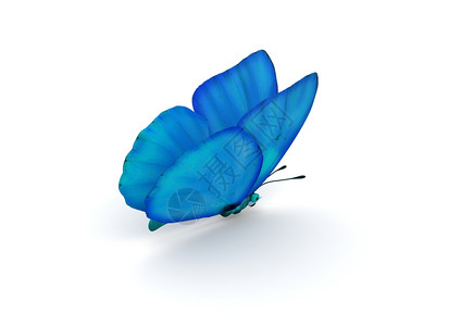 花的蓝色蝴蝶白背景系列中孤立的三维字符飞行花朵图片