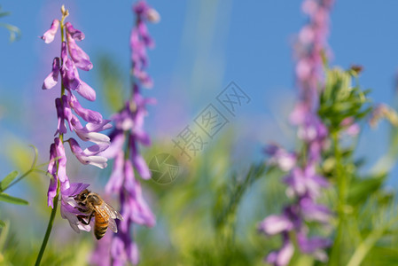 花瓣生物多样美丽蜜蜂授粉在紫蓝天空背景的花朵上蜜蜂在图片